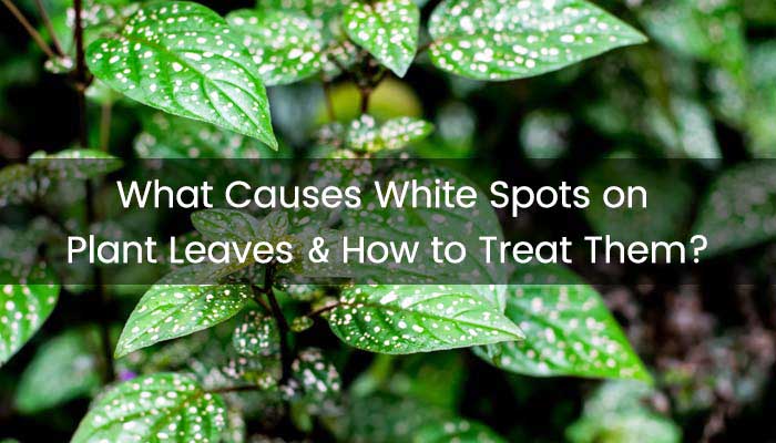 What Causes White Spots on Plant Leaves & How to Treat Them