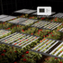 Medic Grow MEDIC BOX 07 Dimmable Full-Spectrum LED Grow Light 720w for 4x4 Planting - Medicgrow